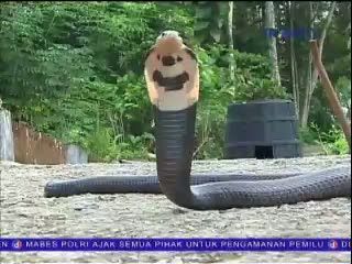 Naja Sumatrana, Kobra dari Ranah Minang