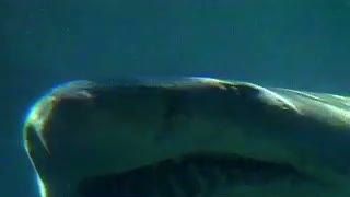 Twitter, Cara Aman Hindari Serangan Hiu 