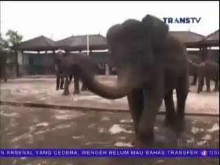 Atraksi Gajah yang Piawai Goyang Dangdut