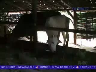 Kotoran Sapi Sebagai Bahan Pembuatan Biogas