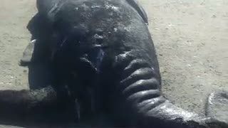 Paus Kembar Siam Langka Terdampar