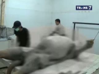 Kebun Binatang Surabaya Riwayatmu Kini
