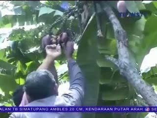 Unik! Pohon Pisang Bertandan 12 Menarik Perhatian Warga