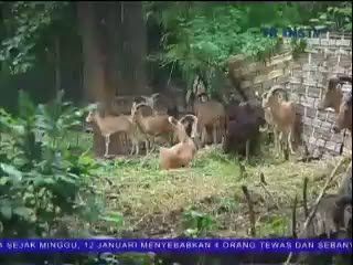 Lagi, Satwa KBS Mati