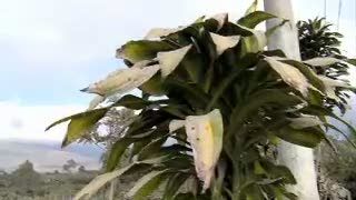 Kakek Nekad Hadapi Awan Panas Sinabung Karena Pengungsian Tak Nyaman