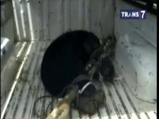 Beruang Madu Masuk Pemukiman Warga