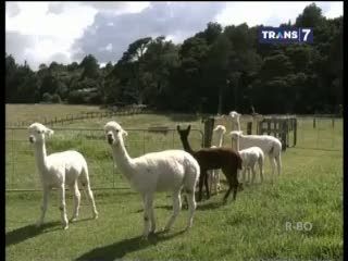 Alpaca, Hewan Lucu Berbulu Lembut