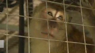 Idap TBC, Sarimin Disuntik Mati di Ragunan