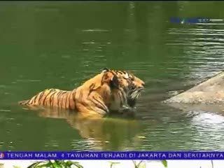 Prihatin dengan Kondisi Satwa, Turis Jerman Kunjungi KBS