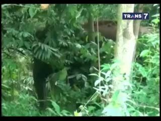 Gajah Liar Rusak Pemukiman Warga