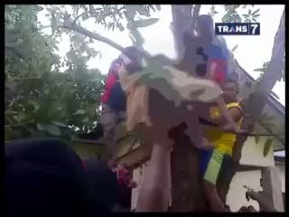 Pria Tewas Kesetrum Saat Pangkas Pohon