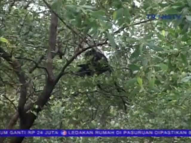 Lutung Jawa di Muara Gembong, Makin Langka dan Terdesak