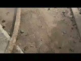 Halaman Keraton Yogyakarta Dibersihkan dari Abu Kelud
