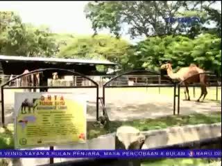 Unta dan Anoa KBS Mati 