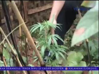 Nekat Tanam Ganja, Seorang Kakek Diamankan Polisi
