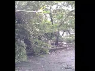 Bandung Hujan Es, Pohon Tumbang Hampir Menimpa Rumah