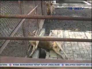 Rusa Hewan Koleksi KBS Ditemukan Mati