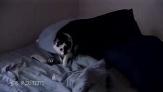 Puas Mencakar Bayi Usia 7 Bulan, Kucing ini Sandera Keluarga Pemiliknya