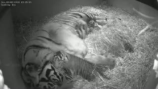 Harimau Sumatera Serupa Melati Tinggal Tersisa 300 Ekor   