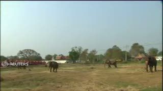 Hari Gajah, 75 Gajah Dijamu dalam Pesta 10 Ton Sayur dan Buah