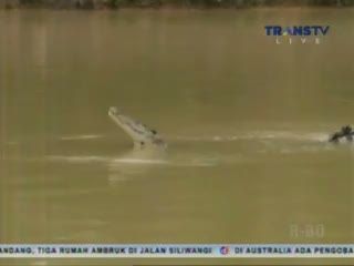 Buaya Rawa Masuk Pemukiman Warga