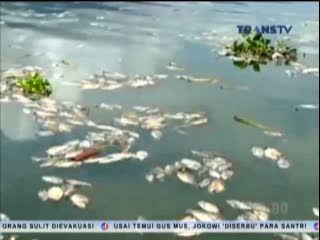 Ratusan Ton Ikan Mati di Danau Maninjau