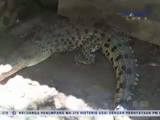 Seekor Buaya Ditangkap Warga di Jalanan