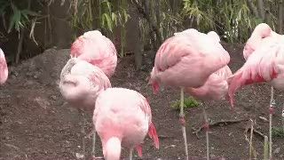 15 Burung Flamingo Mati di Kebun Binatang, Sebagian Terpenggal
