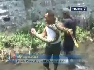 Heboh, Penangkapan Ular Sanca 4 Meter