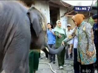 Risma Sidak KBS Bersama Pecinta Satwa
