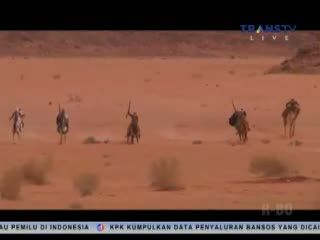 Petra, Kota Terindah dan Menakjubkan yang Sempat Hilang Selama 500 Tahun 