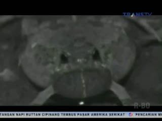 Nasib Malang Katak Tungara Diincar Kelelawar