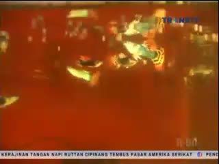 Guppy, Ikan Mungil, Lincah dan Cantik