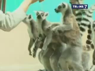 Bayi Lemur, Tambah Koleksi Kebun Binatang