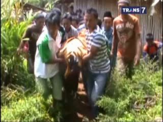 8 Penambang Tewas Tertimbun Longsor