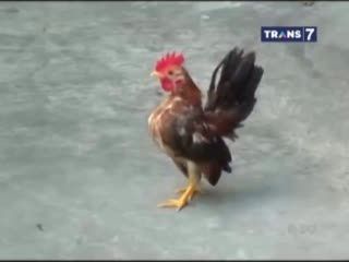 Ayam Serama, Modal Kecil Untung Besar