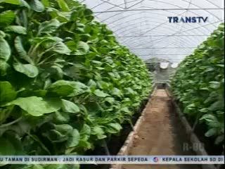 Warga Panen Sayuran yang Ditanam dengan Teknik Hidroponik