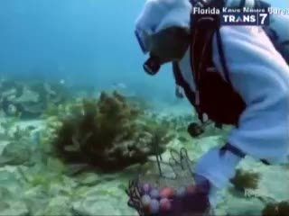 Berburu Telur Paskah di Bawah Laut