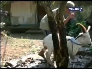 Uniknya Kambing Bertanduk Lima dan Ayam Berjari Sembilan