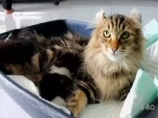 Aih, Lucunya Kucing Keriting dari Amerika