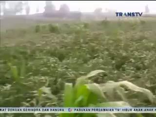 Semburan Debu Gunung Bromo Rusak Tanaman Petani