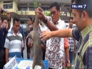 Penyelundupan Hewan Langka Trenggiling Digagalkan