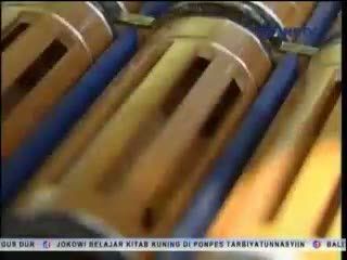 Ketika Jangkrik Beradu Seperti Petinju