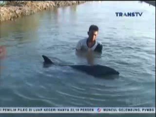 Lumba-lumba Sepanjang 2 Meter Terdampar