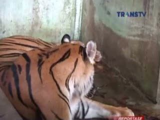 Harimau Sumatera Lahirkan Empat Anak