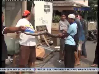 Ular 4 Meter Jatuh dari Atap Rumah