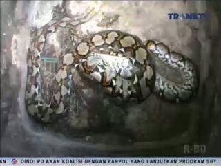 Ular Sanca 3,5 Meter Pemakan Ayam Ditangkap Warga