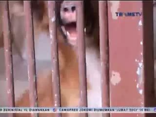 Razia Hewan Liar Penyebar Penyakit Rabies