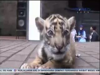 Bayi Harimau Sumatera Lahir di Kebun Binatang Bandung