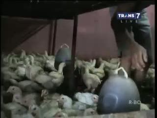 Sertifikasi Halal Wajib Dimiliki Produk Unggas